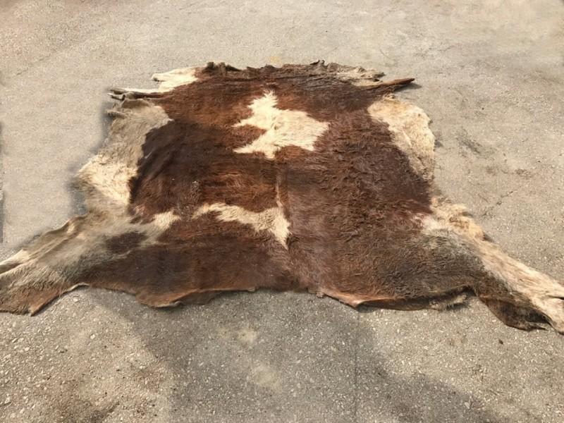 bull hides