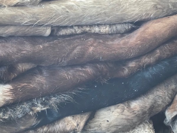 bull hides